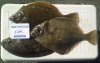 sole 900g and plaice 27th April 2015 for Mike s.jpg