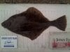 flounder 1.050kgs 8th may mike s.jpg