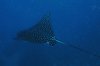 Aetobatus narinari - Spotted Eagle Ray 01.jpg