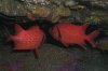 Myripristis murdjan - Crimson Soldierfish 01.jpg