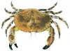 Brown-Crab.jpg