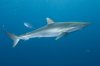 Silky-Shark-004.jpg