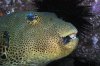 Arothron stellatus - Starry Toadfish 01.jpg