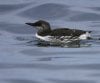 guillemot-01.jpg