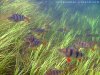 underwater_ireland_snorkeling_fish_perch_11.jpg.jpg