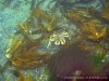 spider_crab_hook_head_underwater_ireland.jpg