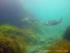 sea bass underwater ireland.jpg