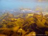 sea-bass ireland underwater.jpg