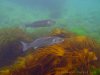 seabass underwater ireland snorkeilng.jpg