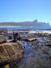 buffels bay babboon 2.jpg