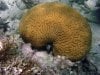 brain-coral.jpg