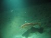 Red Mullet.jpg
