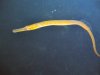 Babbacombe pipefish.jpg