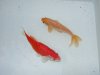 goldfishpair3.JPG