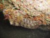 Tompot blenny.jpg