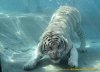 big-cat-underwater.jpg
