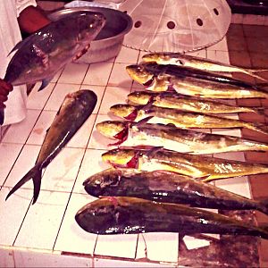 Spearfishing Indonesia