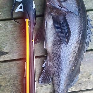 Spearfishing salmon and rockfish in Alaska