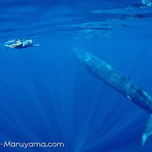 Sri Lanka whale tour 2017