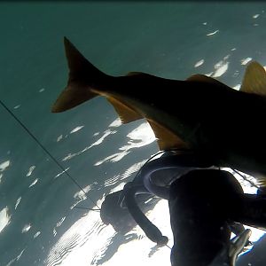 Spearfishing Guernsey