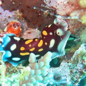 Rockbrother's Reef Critters