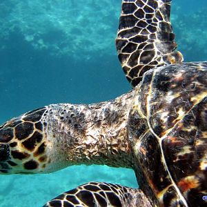 Key West Reef