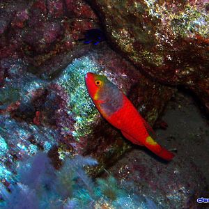 El Hierro - Canary Islands