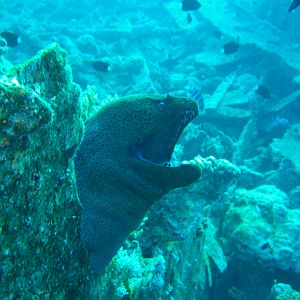 conger on shallow wreck