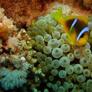 Clown fish