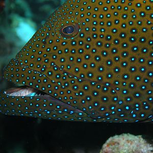 Peacock Grouper