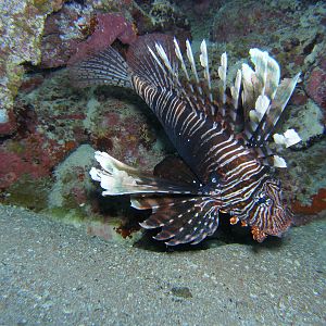 Common lion fish