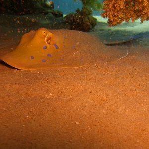 Blue spotted ray