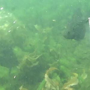 Spearfishing - Wisconsin Panfish