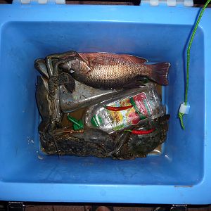 Mangrove Jack and muddies