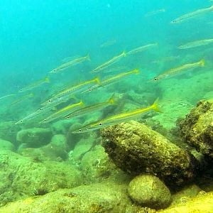 Freedive Koh Rong