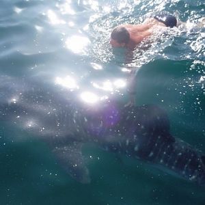 taking dip with Whale Shark Oman