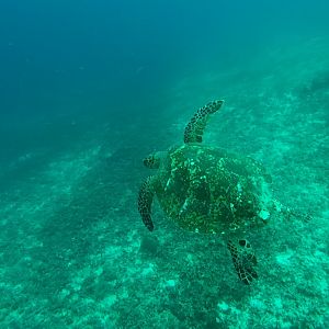 Sea Turtle in the Gili Air Reefs