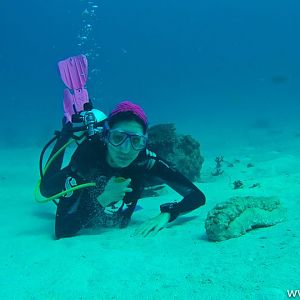 A giant sea cucumber