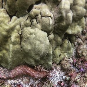 surprise ... sea cucumber