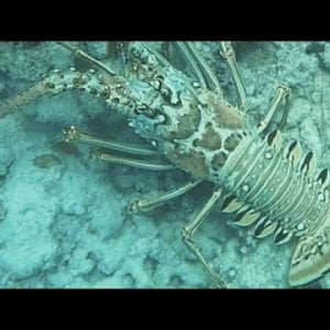 catching monster lobster with pair hand and barracuda in Atlantic venture