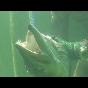 the secret ocean with rob Allen Tuna , aimrite wild barracuda 100 lbs lobsters