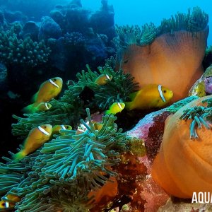 Aquaventure - Addu Reef (1).jpg
