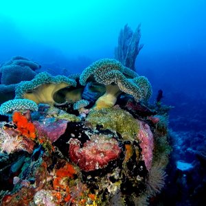 Aquaventure - Addu Reef (5).jpg