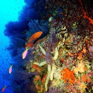 Aquaventure - Addu Reef (7).jpg