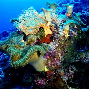 Aquaventure - Addu Reef (8).jpg