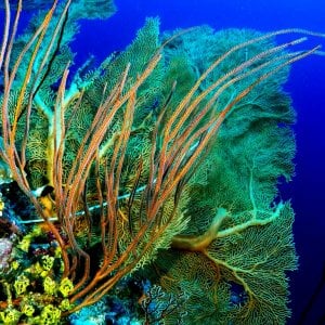 Aquaventure - Addu Reef (10).jpg