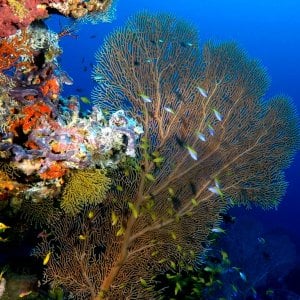 Aquaventure - Addu Reef (12).jpg