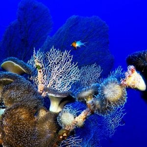 Aquaventure - Addu Reef (13).jpg