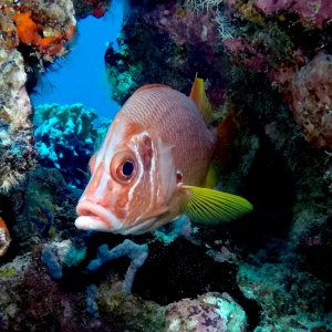 Aquaventure - Addu Reef (24).jpg
