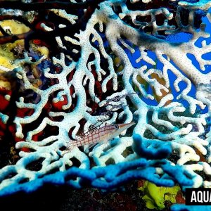 Aquaventure - Addu Reef (31).jpg